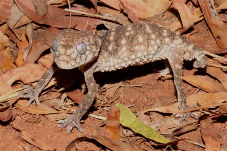 Prickly Knob-tailed Gecko Nephrurus asper Hughenden, Australia